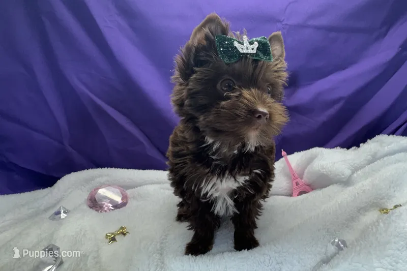 Remy - Quality Yorkie  – Yorkshire Terrier puppy for sale in Springfield, GA
