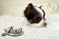 Tiny Luca, a male Yorkshire Terrier for sale in Springfield, GA – Photo 5 of 5