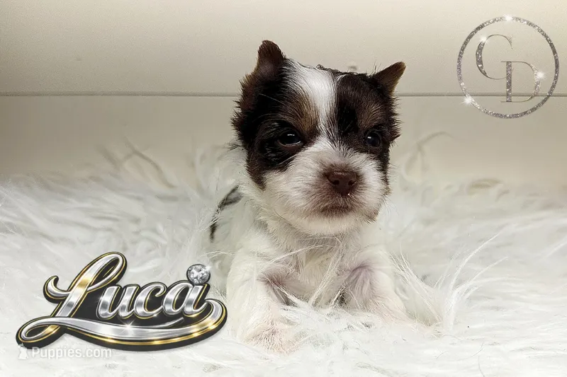 Tiny Luca – Yorkshire Terrier puppy for sale in Springfield, GA