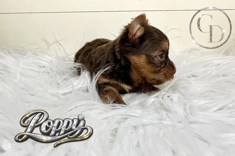 Tiny Little Poppy – Yorkshire Terrier puppy for sale in Springfield, GA
