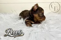 Tiny Little Poppy, a female Yorkshire Terrier for sale in Springfield, GA – Photo 1 of 5