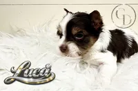 Tiny Luca, a male Yorkshire Terrier for sale in Springfield, GA – Photo 2 of 5