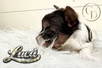 Tiny Luca, a male Yorkshire Terrier for sale in Springfield, GA – Photo 3 of 5