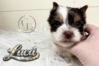 Tiny Luca, a male Yorkshire Terrier for sale in Springfield, GA – Photo 4 of 5