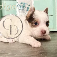 Indigo the Yorkie, a female Yorkshire Terrier for sale in Springfield, GA – Photo 9 of 10