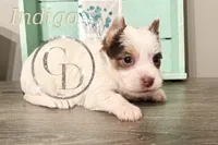 Indigo the Yorkie, a female Yorkshire Terrier for sale in Springfield, GA – Photo 8 of 10