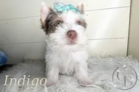 Indigo the Yorkie, a female Yorkshire Terrier for sale in Springfield, GA – Photo 4 of 10