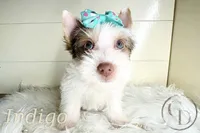 Indigo the Yorkie, a female Yorkshire Terrier for sale in Springfield, GA – Photo 5 of 10