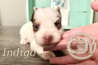 Indigo the Yorkie, a female Yorkshire Terrier for sale in Springfield, GA – Photo 7 of 10