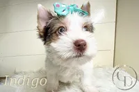 Indigo the Yorkie, a female Yorkshire Terrier for sale in Springfield, GA – Photo 6 of 10