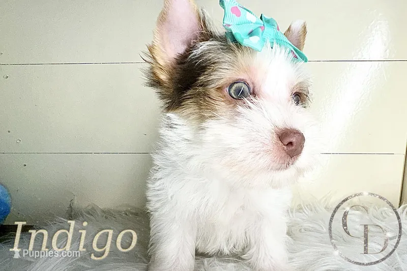 Indigo the Yorkie – Yorkshire Terrier puppy for sale in Springfield, GA