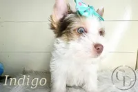 Indigo the Yorkie, a female Yorkshire Terrier for sale in Springfield, GA – Photo 1 of 10