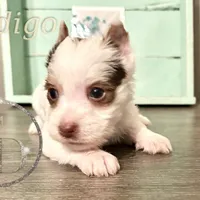 Indigo the Yorkie, a female Yorkshire Terrier for sale in Springfield, GA – Photo 2 of 10