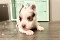 Indigo the Yorkie, a female Yorkshire Terrier for sale in Springfield, GA – Photo 1 of 10