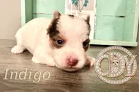 Indigo the Yorkie, a female Yorkshire Terrier for sale in Springfield, GA – Photo 6 of 10