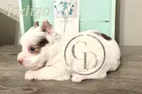 Indigo the Yorkie, a female Yorkshire Terrier for sale in Springfield, GA – Photo 10 of 10