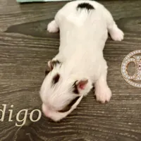 Indigo the Yorkie, a female Yorkshire Terrier for sale in Springfield, GA – Photo 7 of 10