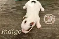 Indigo the Yorkie, a female Yorkshire Terrier for sale in Springfield, GA – Photo 3 of 10