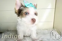 Indigo the Yorkie, a female Yorkshire Terrier for sale in Springfield, GA – Photo 10 of 10