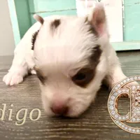 Indigo the Yorkie, a female Yorkshire Terrier for sale in Springfield, GA – Photo 8 of 10