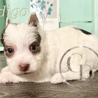 Indigo the Yorkie, a female Yorkshire Terrier for sale in Springfield, GA – Photo 3 of 10