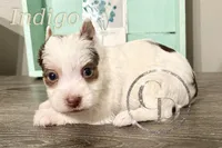 Indigo the Yorkie, a female Yorkshire Terrier for sale in Springfield, GA – Photo 2 of 10