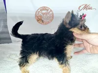 Mia, a female Yorkshire Terrier for sale in Springfield, GA – 5 of 7