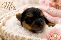 Sweet Little Mia, a female Yorkshire Terrier for sale in Springfield, GA – 4 of 7