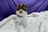 Dash , a male Yorkshire Terrier for sale in Springfield, GA – 8 of 8