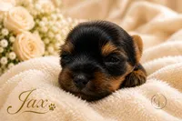 Ch Pedigree Jax , a male Yorkshire Terrier for sale in Springfield, GA – 4 of 5