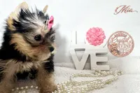 Mia, a female Yorkshire Terrier for sale in Springfield, GA – 2 of 7