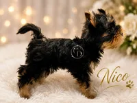 Nico doll faced quality Yorkie  , a male Yorkshire Terrier for sale in Springfield, GA – 2 of 10