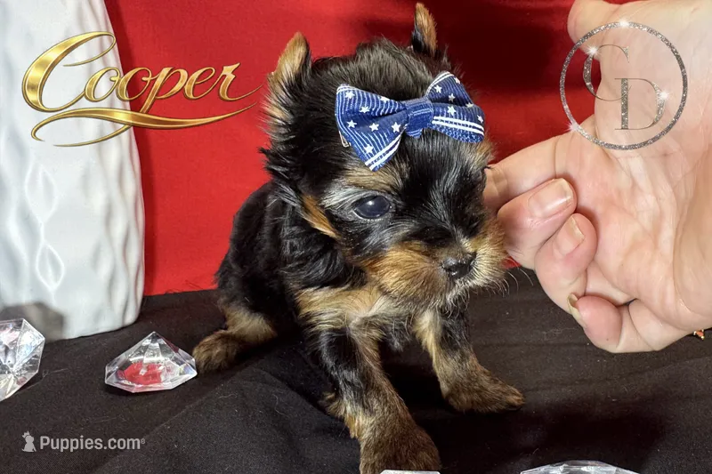Cooper doll faced the quality Yorkie  – Yorkshire Terrier puppy for sale in Springfield, GA