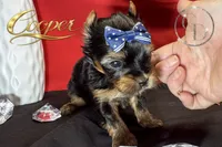Cooper doll faced the quality Yorkie , a male Yorkshire Terrier for sale in Springfield, GA – 1 of 2