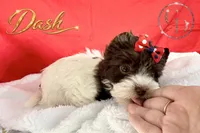 Dash - Quality Yorkie , a male Yorkshire Terrier for sale in Springfield, GA – 3 of 10