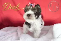 Dash - Quality Yorkie , a male Yorkshire Terrier for sale in Springfield, GA – 5 of 10