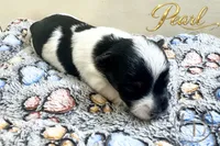 Pearl , a female Yorkshire Terrier for sale in Springfield, GA – 7 of 8