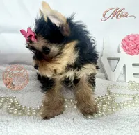 Mia, a female Yorkshire Terrier for sale in Springfield, GA – 4 of 7