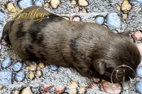Bentley - Quality Yorkie , a male Yorkshire Terrier for sale in Springfield, GA – 4 of 4