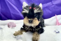 Nico doll faced quality Yorkie  , a male Yorkshire Terrier for sale in Springfield, GA – 7 of 10