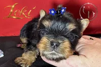 Loki TINY quality doll faced Yorkie puppy , a male Yorkshire Terrier for sale in Springfield, GA – 4 of 9