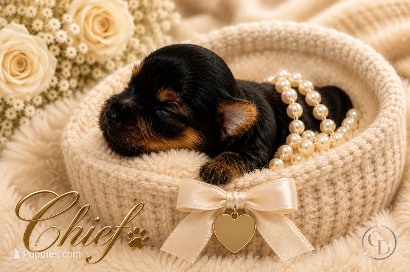 Sweet Little Mia – Yorkshire Terrier puppy for sale in Springfield, GA