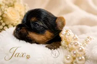 Ch Pedigree Jax , a male Yorkshire Terrier for sale in Springfield, GA – 5 of 5