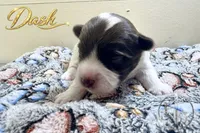 Dash - Quality Yorkie , a male Yorkshire Terrier for sale in Springfield, GA – 2 of 5
