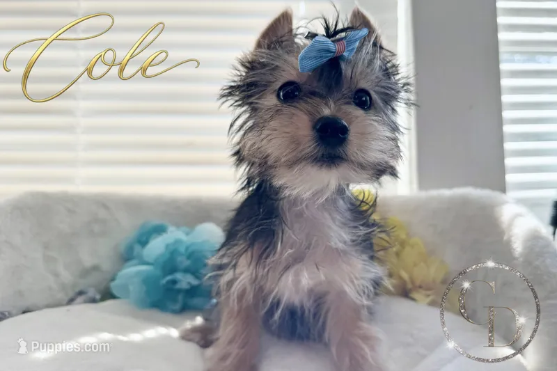 Cole – Yorkshire Terrier puppy for sale in Springfield, GA