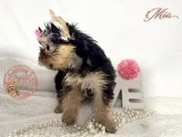 Mia, a female Yorkshire Terrier for sale in Springfield, GA – 3 of 7