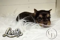 Tiny Little Louie, a male Yorkshire Terrier for sale in Springfield, GA – Photo 4 of 7