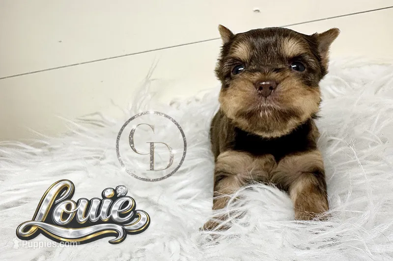 Tiny Little Louie – Yorkshire Terrier puppy for sale in Springfield, GA