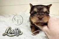 Tiny Little Louie, a male Yorkshire Terrier for sale in Springfield, GA – Photo 6 of 7