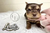 Tiny Little Louie, a male Yorkshire Terrier for sale in Springfield, GA – Photo 3 of 7